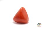 Red Coral 22.94 Carat (Moonga 25.23 Ratti) - Image 3