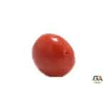 Red Coral 7.85 Carat (8.63 Ratti) - Image 4