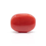 Red Coral 10.27 Carat (Moonga 11.30 Ratti - Image 3